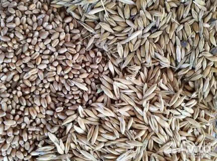 Зерно пшеница ячмень