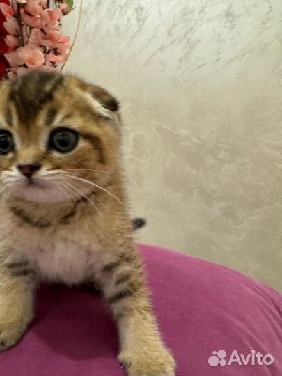 Шотландская