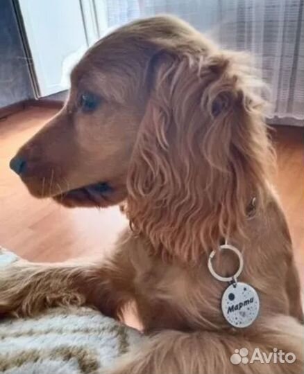 Адресник для собак и кошек (жетон)