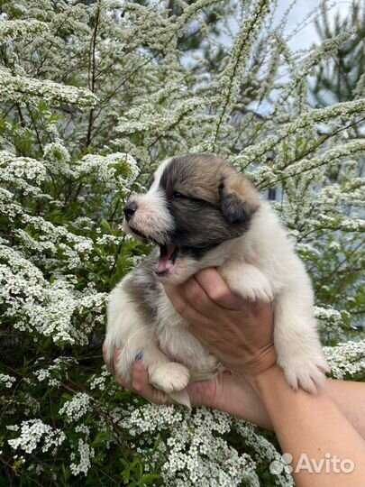 Щенки в добрые руки