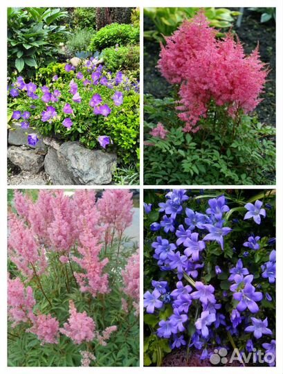 Растения и цветы многолетние (саженцы)