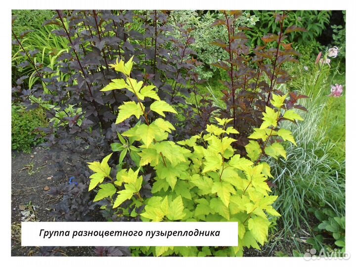 Садовые растения