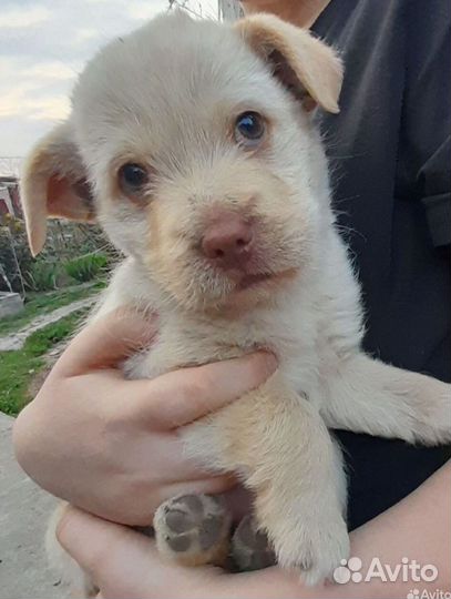 Собака в добрые руки щенок