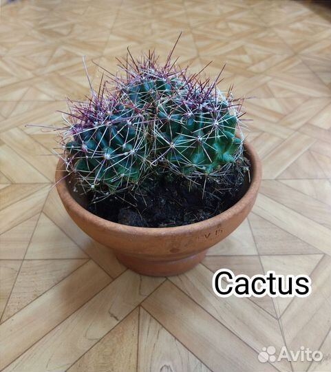 Кактусы редкие в керамике