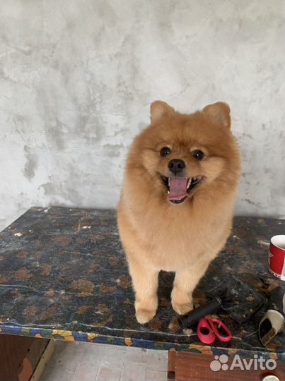 Грумер, хендлер