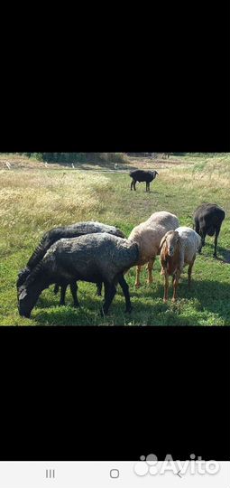Эдельбаевские овцы