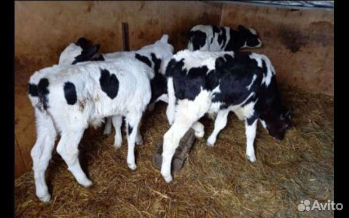 Телята бычки