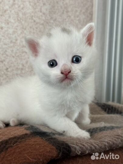 Белый котёнок с дуохромными глазами(кхао-мани)