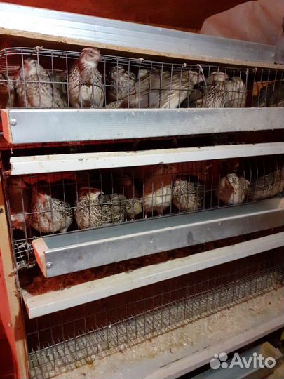 Суточные перепелята,подрощенные перепела