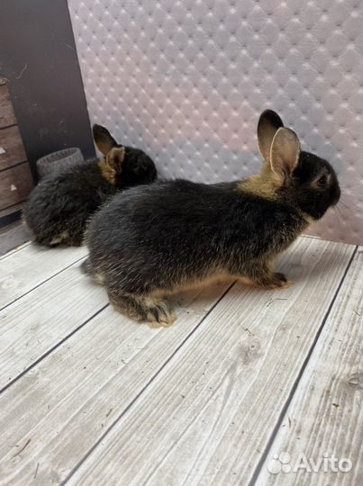 Крольчонок карликовый