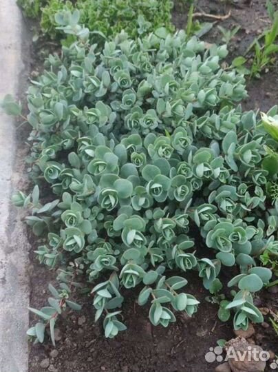 Почвопокровные растения почвопокровники