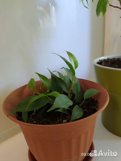 Женское счастье, фикусы Бенджамина Натали, Даниель