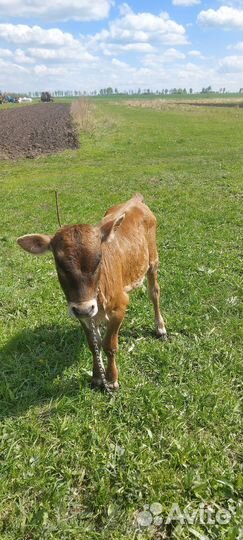 Телки 3 месяца