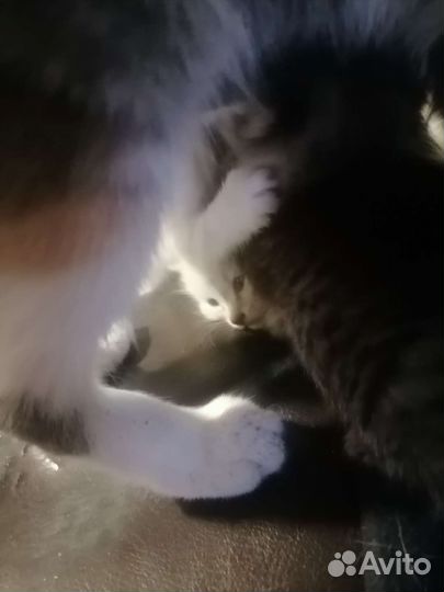 Кошки в добрые руки