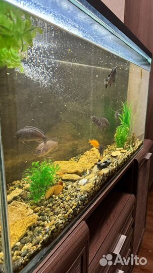 Аквариумные рыбки цихлиды