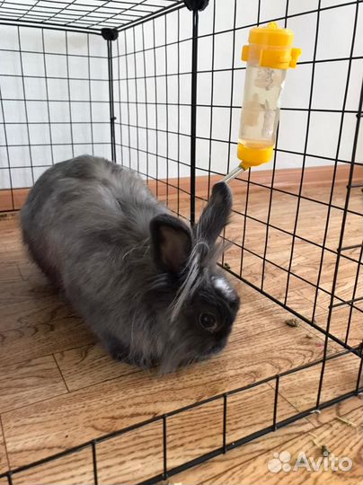 Декоративные кролики