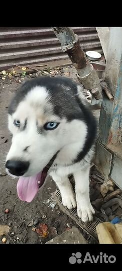 Сибирский хаски