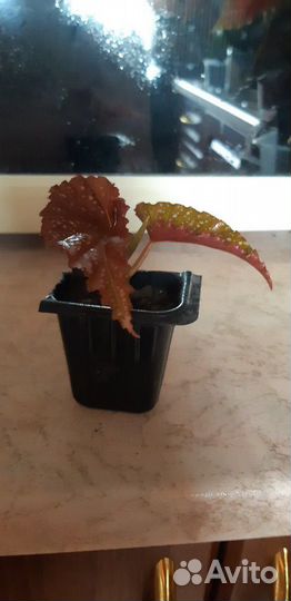 Сансевиерия, коралловая бегония и др