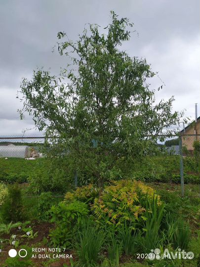 Спиреи, ива свердловская извилистая