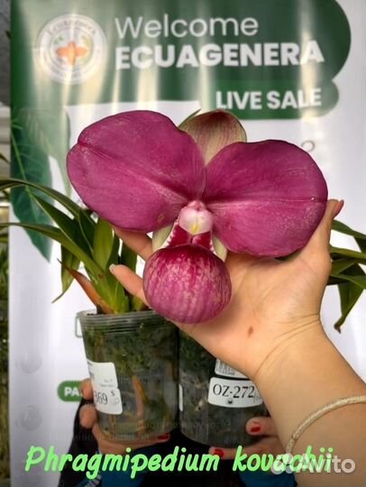 Phragmipedium kovachii