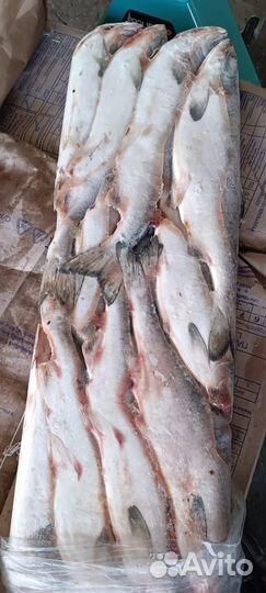 Рыба Горбуша неразделанная свежемороженая 2023 г