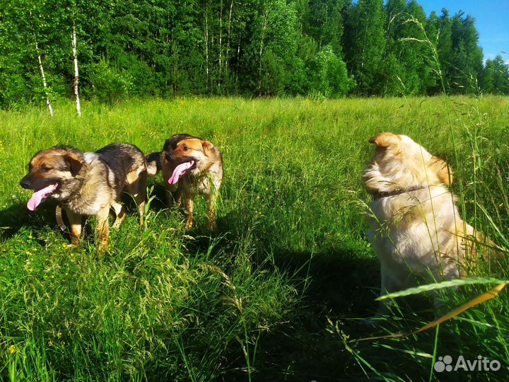 Мощные собаки для охраны