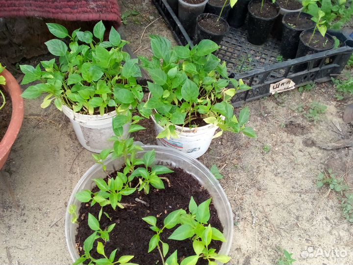 Рассада перцев