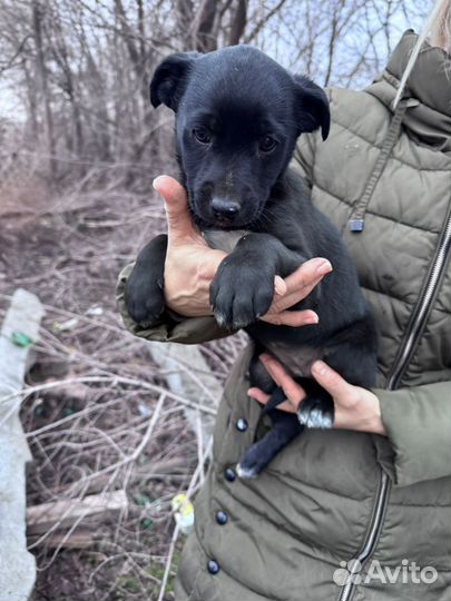 Щенки ищут дом