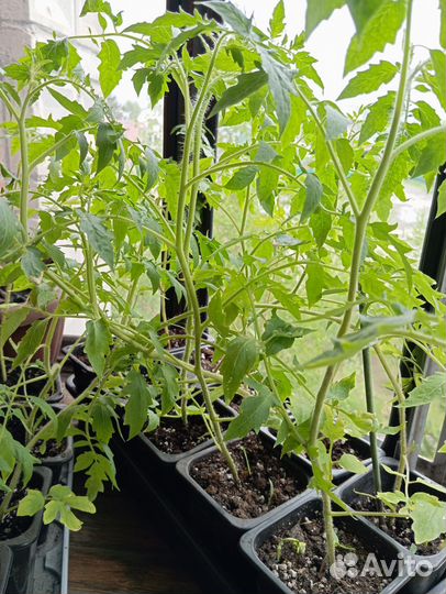 Рассада помидоры,перцы