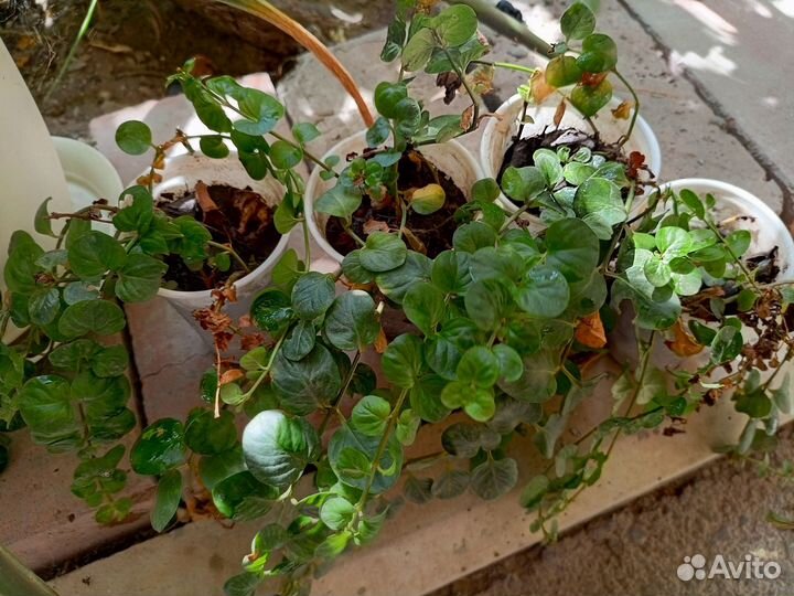 Вербейник монетчатый