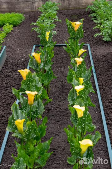 Цветы Каллы