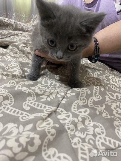 Котенок в добрые руки