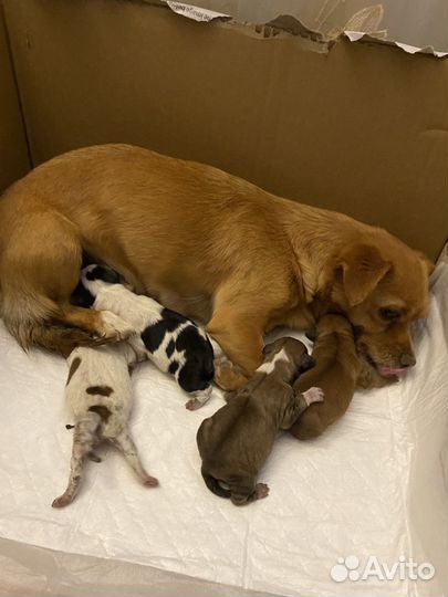 Продаются щенки Помесь Чихуахуа