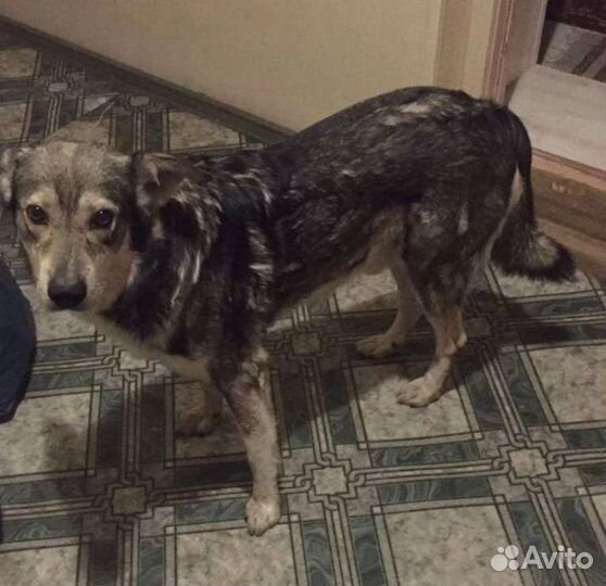 Собака бесплатно