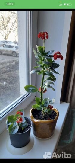 Каланхоэ цветущий