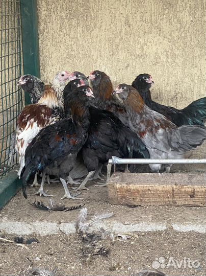 Петухи маран ч/м, амераукана, ухейилюй и лакеданзи