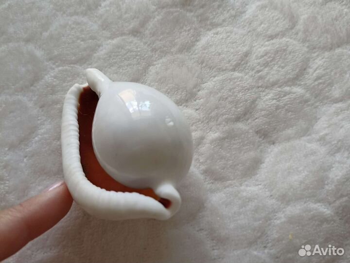 Раковина морская