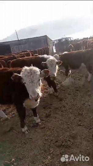 Продам бычков и телок