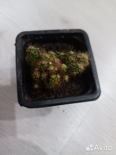 Маммиллярия