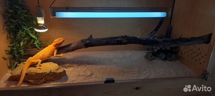 Террариум 100*50*50