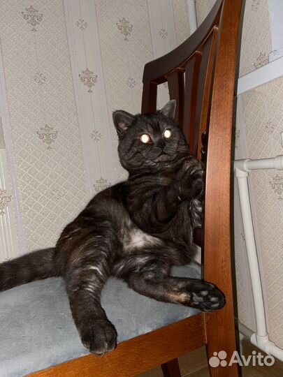 Британская кошка