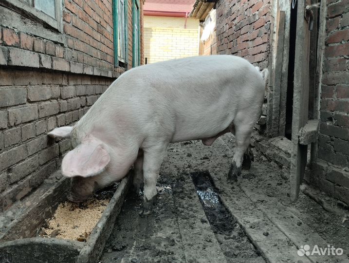 Хряк племенной