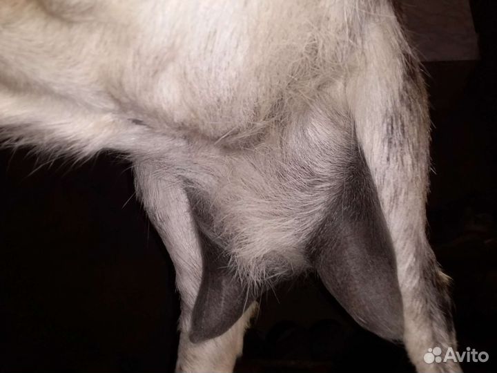 Козы дойные