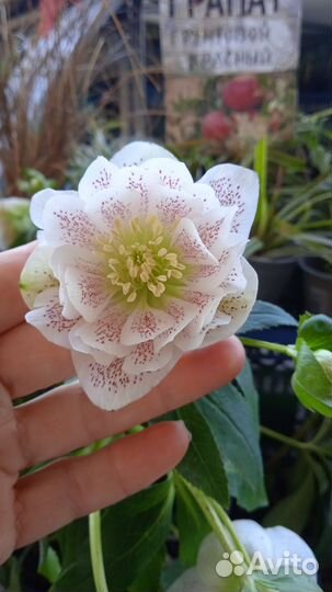 Розмарин. Лаванда