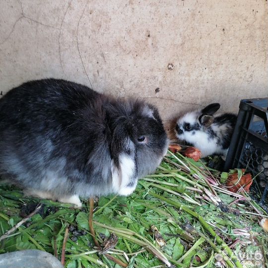 Декоративные кролики