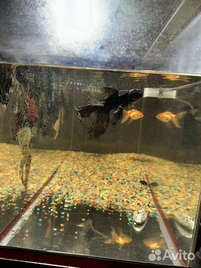 Аквариум с рыбками
