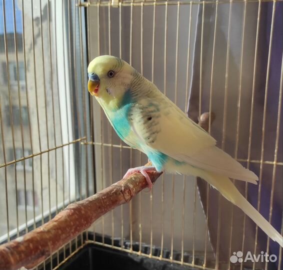 Попугай с клеткой
