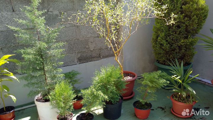 Туя, кипарисовик, пальмы, ива и др