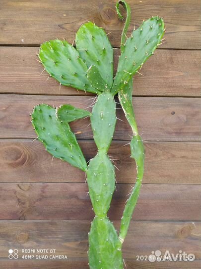 Кактус Опунция Бергера, 2 года