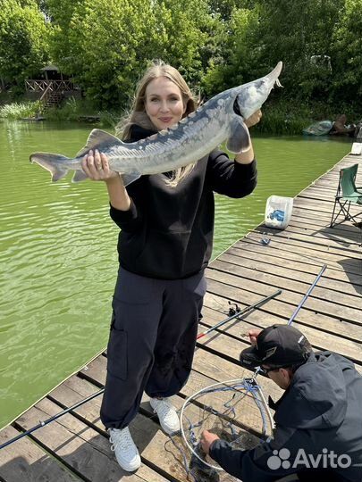 Свежая царская рыба